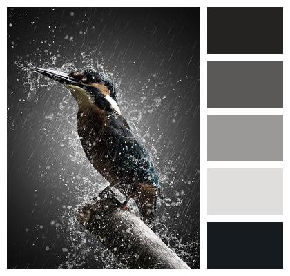 Bird Phone Wallpaper Rain Image
